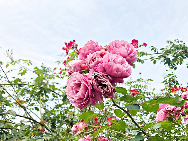 【雲林 古坑】Rosahill 蘿莎玫瑰山莊🌹🌹🌹免費觀光景點,內附停車場,玫瑰花大爆棚,園區充滿浪漫氛圍,假日來這裡走走,很是舒服💗
