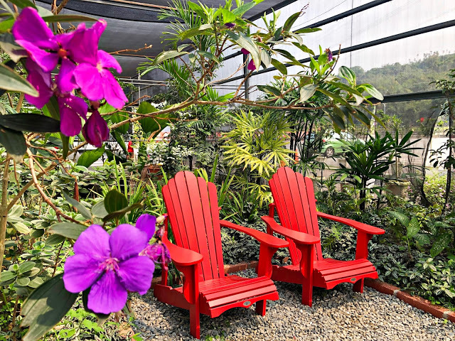 【雲林 古坑】Rosahill 蘿莎玫瑰山莊🌹🌹🌹免費觀光景點,內附停車場,玫瑰花大爆棚,園區充滿浪漫氛圍,假日來這裡走走,很是舒服💗