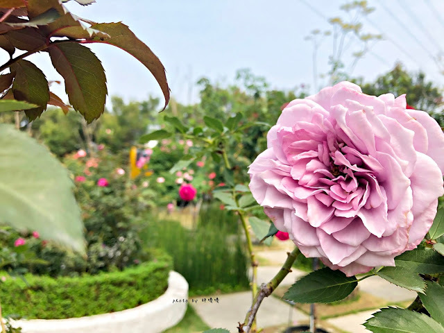 【雲林 古坑】Rosahill 蘿莎玫瑰山莊🌹🌹🌹免費觀光景點,內附停車場,玫瑰花大爆棚,園區充滿浪漫氛圍,假日來這裡走走,很是舒服💗