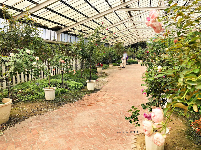 【雲林 古坑】Rosahill 蘿莎玫瑰山莊🌹🌹🌹免費觀光景點,內附停車場,玫瑰花大爆棚,園區充滿浪漫氛圍,假日來這裡走走,很是舒服💗