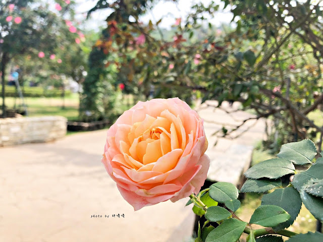 【雲林 古坑】Rosahill 蘿莎玫瑰山莊🌹🌹🌹免費觀光景點,內附停車場,玫瑰花大爆棚,園區充滿浪漫氛圍,假日來這裡走走,很是舒服💗