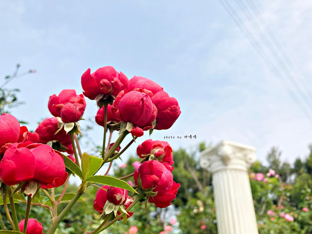 【雲林 古坑】Rosahill 蘿莎玫瑰山莊🌹🌹🌹免費觀光景點,內附停車場,玫瑰花大爆棚,園區充滿浪漫氛圍,假日來這裡走走,很是舒服💗