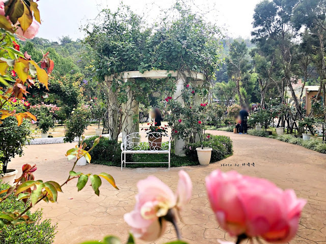 【雲林 古坑】Rosahill 蘿莎玫瑰山莊🌹🌹🌹免費觀光景點,內附停車場,玫瑰花大爆棚,園區充滿浪漫氛圍,假日來這裡走走,很是舒服💗