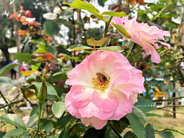 【雲林 古坑】Rosahill 蘿莎玫瑰山莊🌹🌹🌹免費觀光景點,內附停車場,玫瑰花大爆棚,園區充滿浪漫氛圍,假日來這裡走走,很是舒服💗