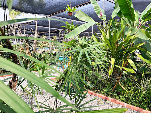 【雲林 古坑】Rosahill 蘿莎玫瑰山莊🌹🌹🌹免費觀光景點,內附停車場,玫瑰花大爆棚,園區充滿浪漫氛圍,假日來這裡走走,很是舒服💗