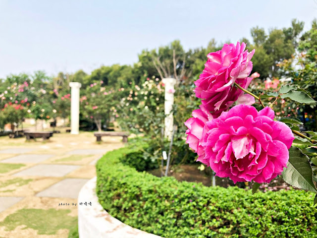 【雲林 古坑】Rosahill 蘿莎玫瑰山莊🌹🌹🌹免費觀光景點,內附停車場,玫瑰花大爆棚,園區充滿浪漫氛圍,假日來這裡走走,很是舒服💗