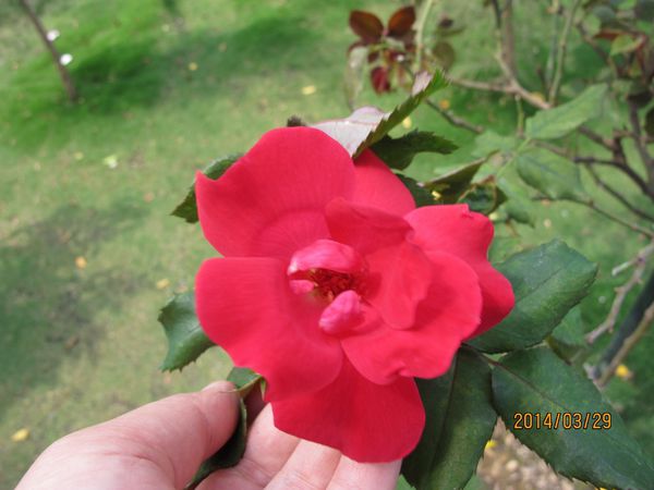 IMG_7246 (1024x768).jpg