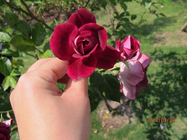 IMG_7242 (1024x768).jpg