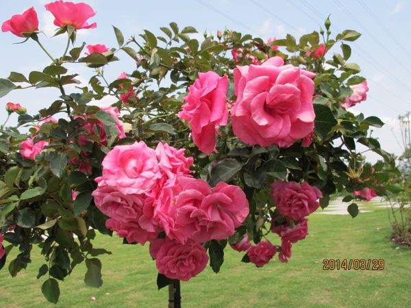 IMG_7252 (1024x768).jpg