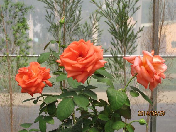 IMG_7284 (1024x768).jpg