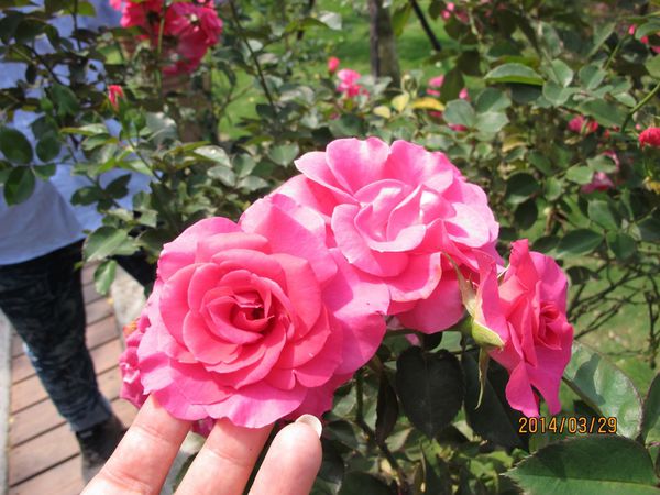 IMG_7249 (1024x768).jpg