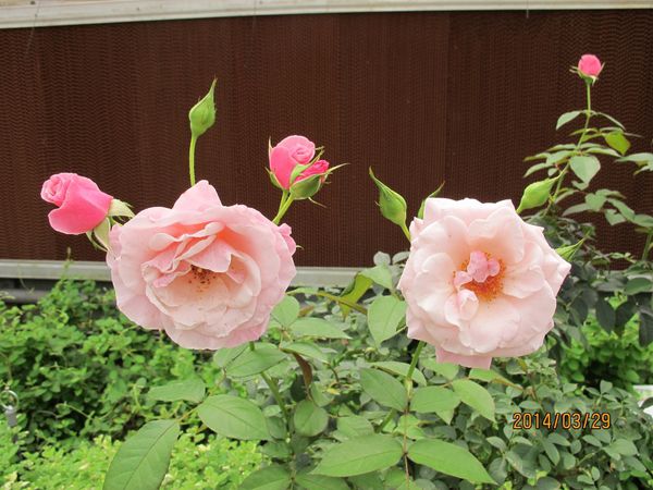 IMG_7280 (1024x768).jpg