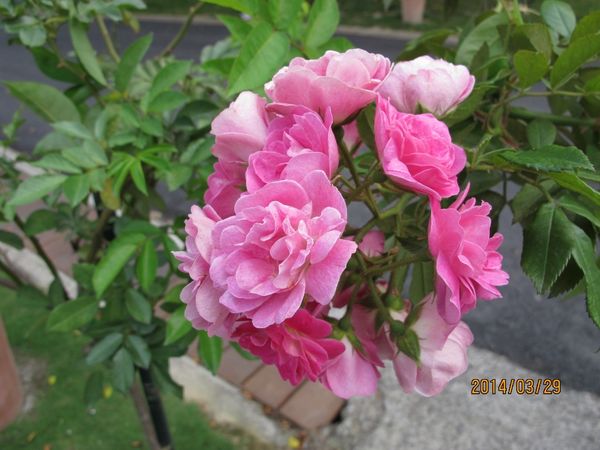 IMG_7250 (1024x768).jpg