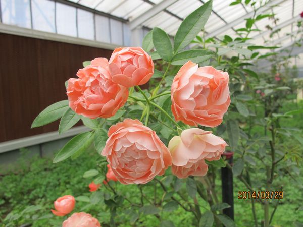 IMG_7281 (1024x768).jpg