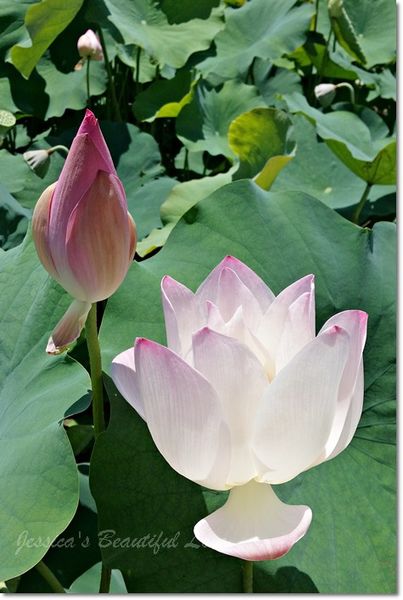 20150614_105330 20150614_105330