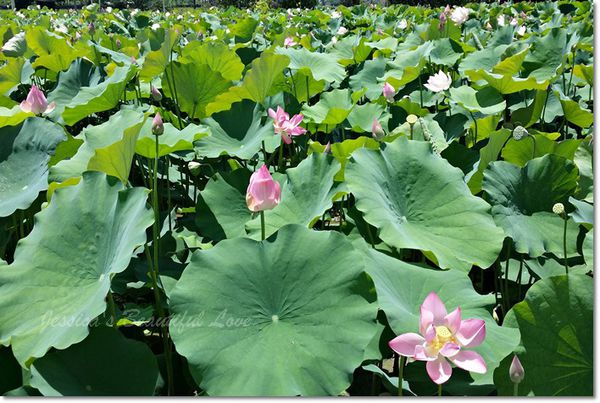 20150614_105240 20150614_105240