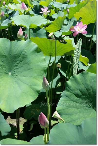 20150614_105414 20150614_105414