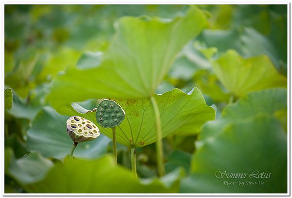 IMG_2829-1-2 IMG_2829-1-2