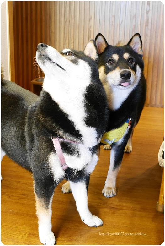 【台中.西區】町家咖啡 Machiya。藏匿向上市場.華美街上的日式剉冰,如棉花糖加了貓蛋蛋的夢幻藍 夏日祭典(5-9月限定)、宇治抹茶霜淇淋