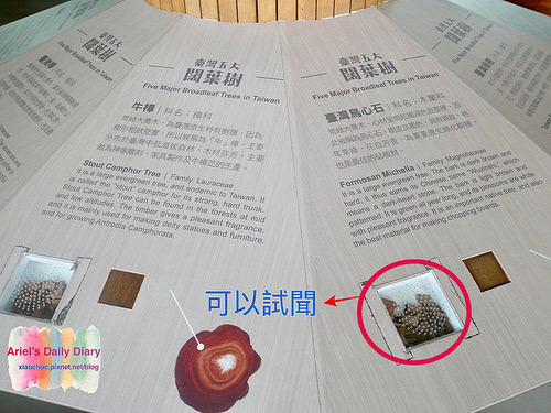 【屏東旅遊】潮州林後四林平地森林園區◆屏東免費森林好去處◆大片綠色森林遛小孩、放風箏、野餐、毛小孩放電好去處