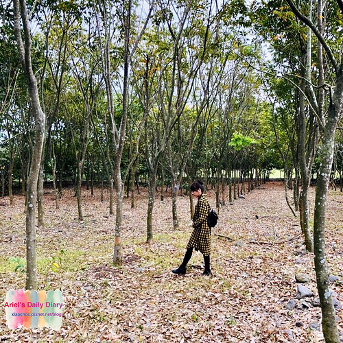 【屏東旅遊】潮州林後四林平地森林園區◆屏東免費森林好去處◆大片綠色森林遛小孩、放風箏、野餐、毛小孩放電好去處