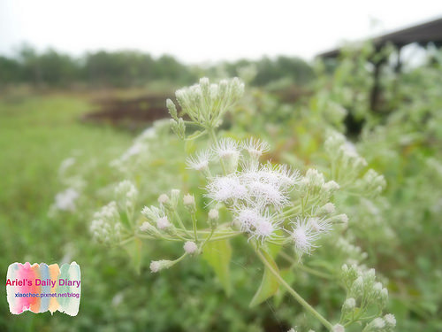 【屏東旅遊】潮州林後四林平地森林園區◆屏東免費森林好去處◆大片綠色森林遛小孩、放風箏、野餐、毛小孩放電好去處