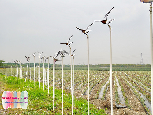 【屏東旅遊】潮州林後四林平地森林園區◆屏東免費森林好去處◆大片綠色森林遛小孩、放風箏、野餐、毛小孩放電好去處
