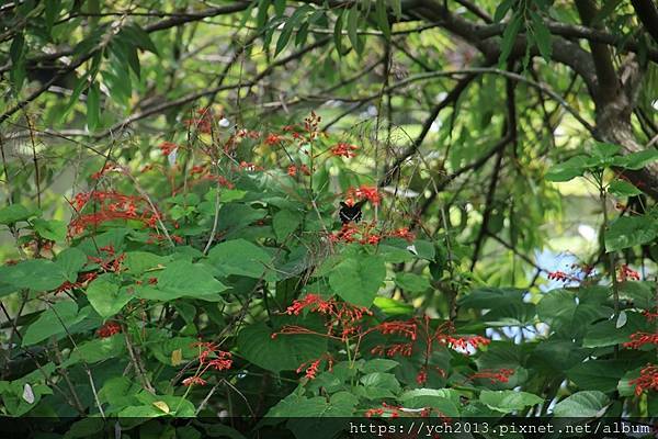 (13)林後泗林.JPG (13)林後泗林.JPG