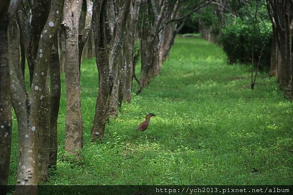 (16)林後泗林.JPG (16)林後泗林.JPG