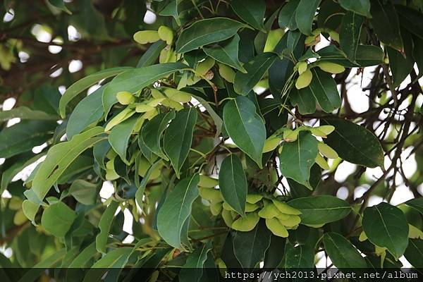 (5)林後泗林.JPG (5)林後泗林.JPG