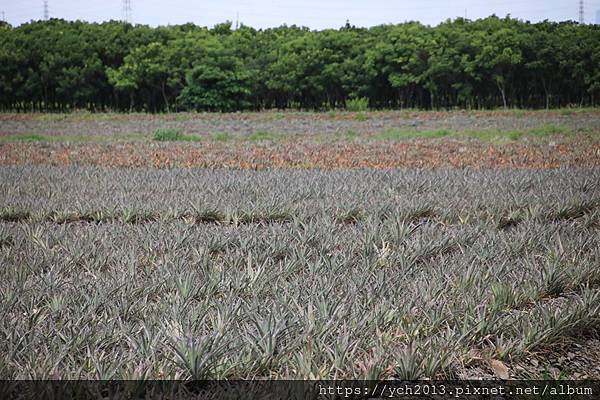 (18)林後泗林.JPG (18)林後泗林.JPG