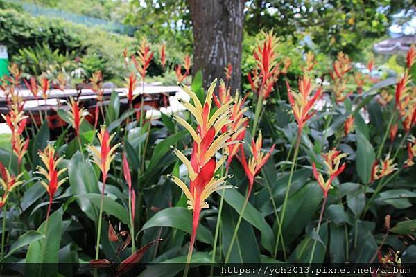 (4)林後泗林.JPG (4)林後泗林.JPG