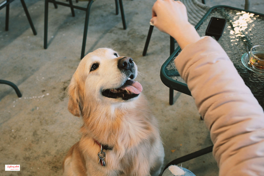 小狗的第三航廈咖啡野放 小狗的第三航廈咖啡野放