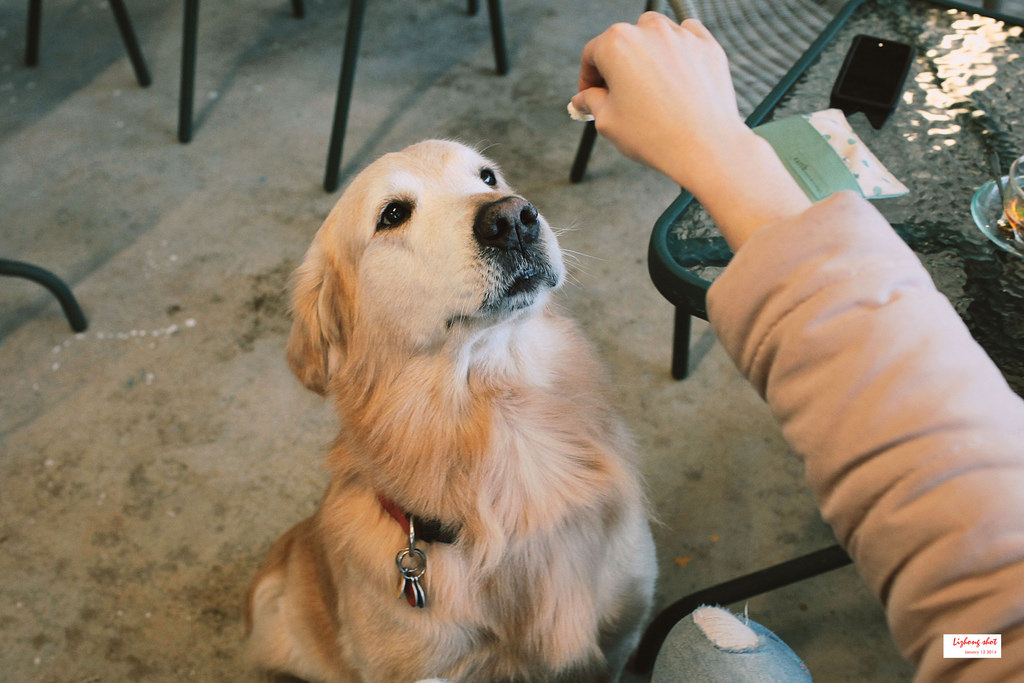 小狗的第三航廈咖啡野放 小狗的第三航廈咖啡野放