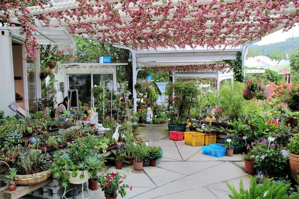 魔幻豆子主題館:【桃園大溪景點】魔幻豆子主題館~迎賓的花卉廊道,浪漫又繽紛,兒童F1賽車等小朋友鬥陣來嘗鮮囉