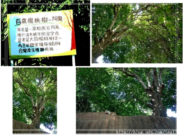 茉莉花故鄉一日幸福遊