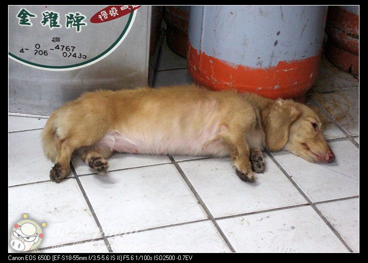 台南.中西區-阿川紅燒青蛙。鱔魚意麵