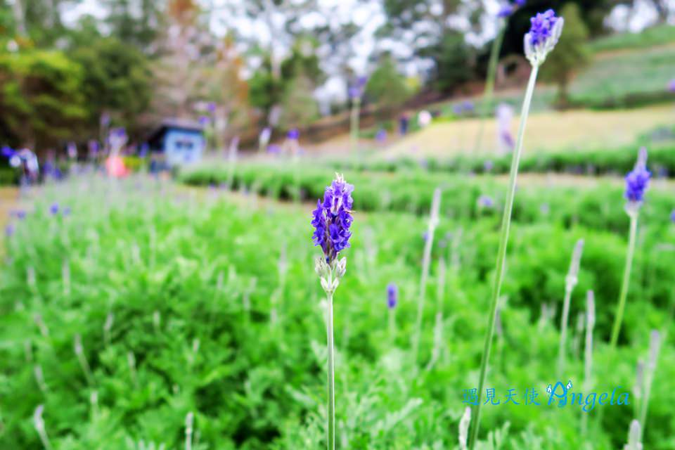 明德水庫薰衣草森林