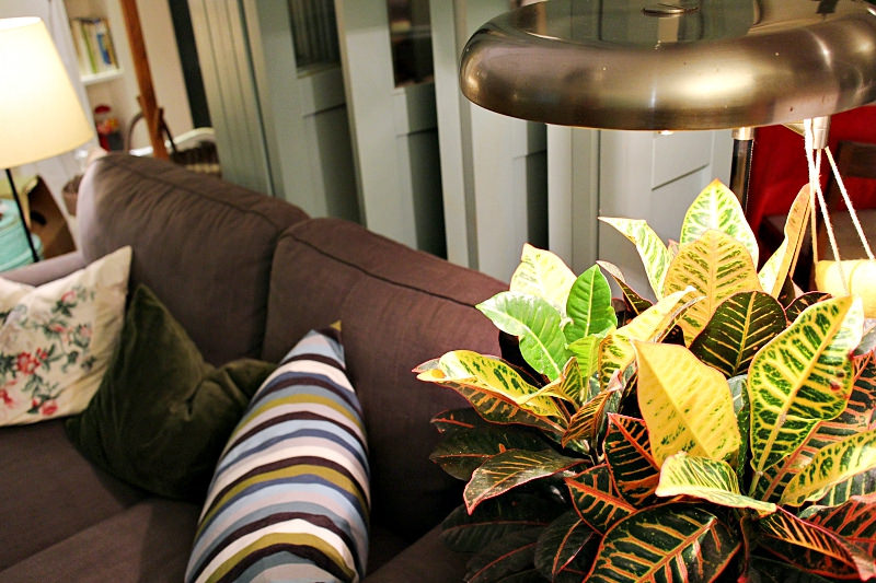 屋頂上的貓私廚