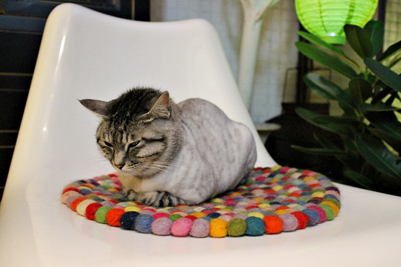 屋頂上的貓私廚