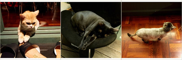 【台北美食】屋頂上的貓.食堂 ~ 私廚.一年前就要訂位❤️台北最難訂的無菜單料理 - 捷運市政府站