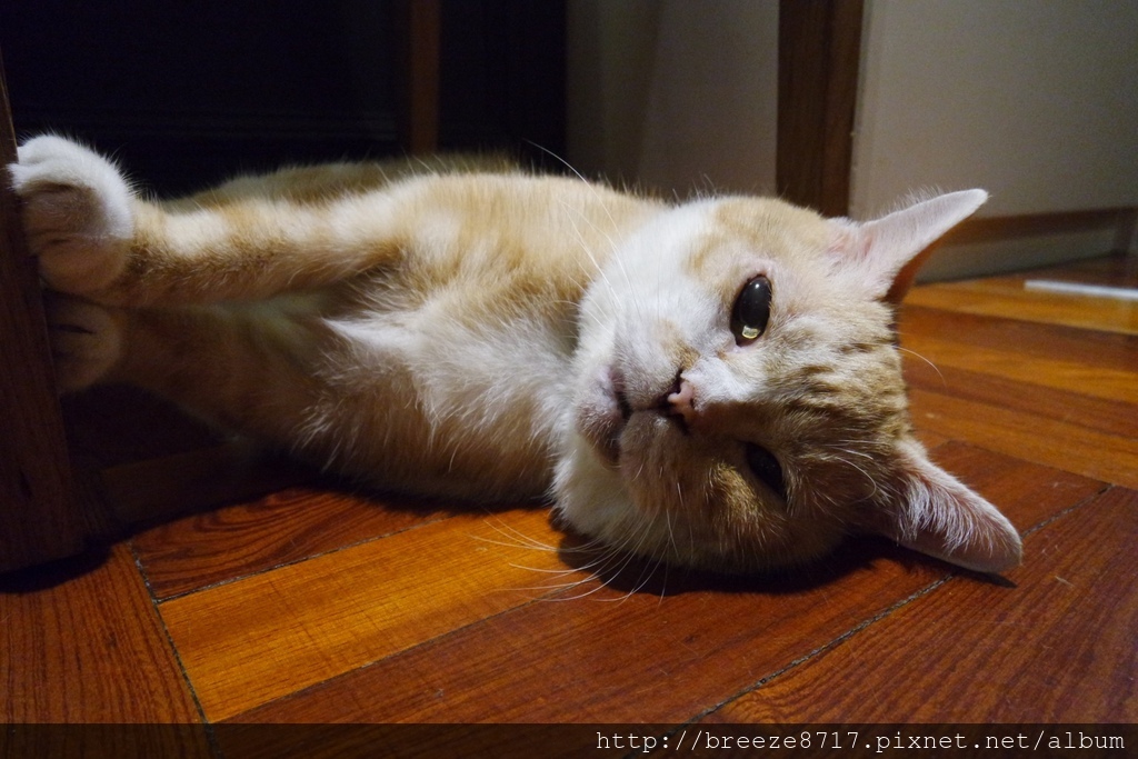 20170928 私廚-屋頂上的貓_170930_0012.jpg