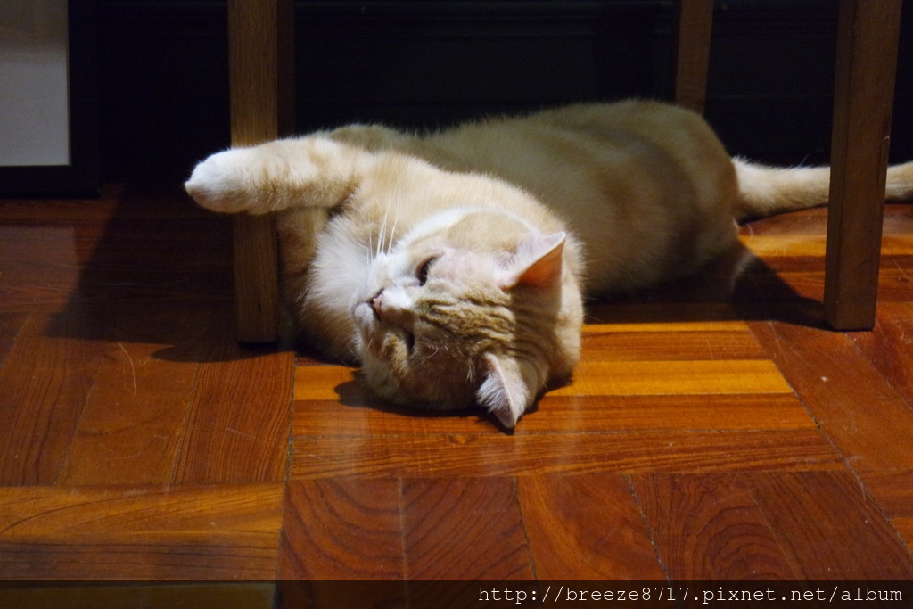 20170928 私廚-屋頂上的貓_170930_0018.jpg