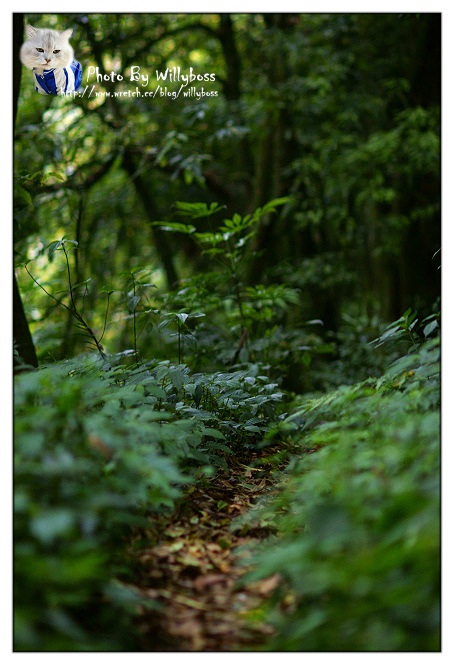 步入童話故事裡的夢幻小屋－嵐山小鎮(南投仁愛鄉)