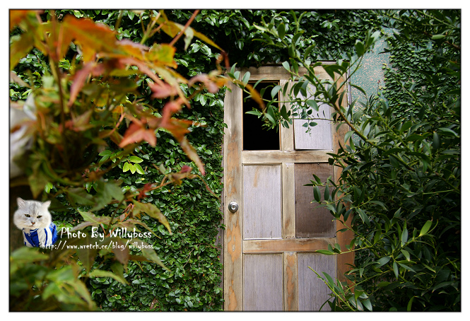 步入童話故事裡的夢幻小屋－嵐山小鎮(南投仁愛鄉)