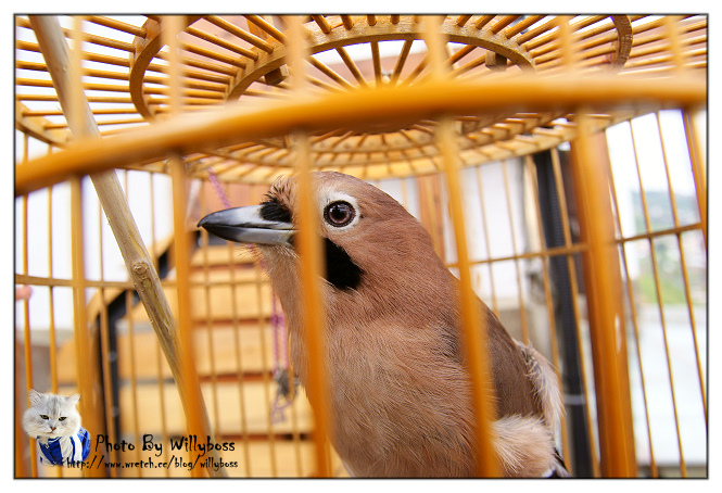 步入童話故事裡的夢幻小屋－嵐山小鎮(南投仁愛鄉)