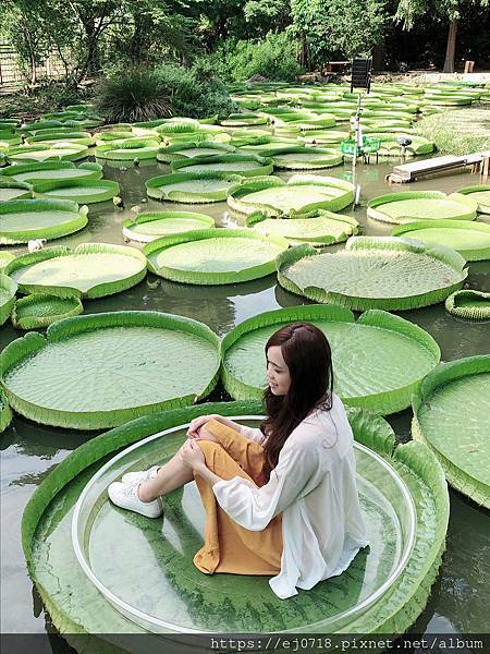  桃園觀音景點推薦：蓮荷園休閒農場/ WalkerLand窩客島整理提供 未經許可不可轉載