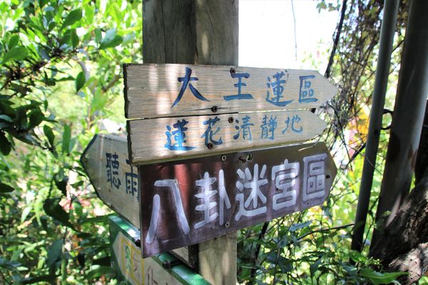 蓮荷園休閒農場：【桃園觀音景點】蓮荷園休閒農場~80公斤也可坐大王蓮/蓮子剉冰+洛神花臭豆腐必吃