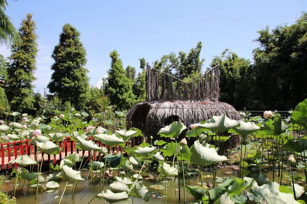 蓮荷園休閒農場：【桃園觀音景點】蓮荷園休閒農場~80公斤也可坐大王蓮/蓮子剉冰+洛神花臭豆腐必吃