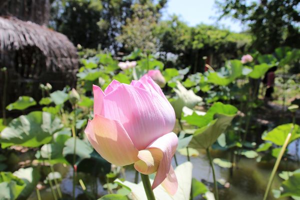 蓮荷園休閒農場：【桃園觀音景點】蓮荷園休閒農場~80公斤也可坐大王蓮/蓮子剉冰+洛神花臭豆腐必吃